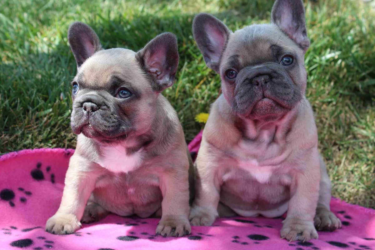 Exceptional Color Variety. A truly Unique Frenchie Litter ❤ breeder image 17