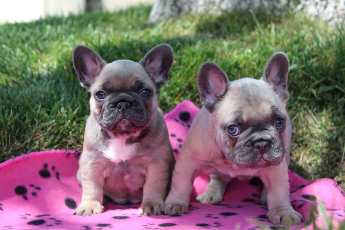 Exceptional Color Variety. A truly Unique Frenchie Litter ❤ breeder image 15