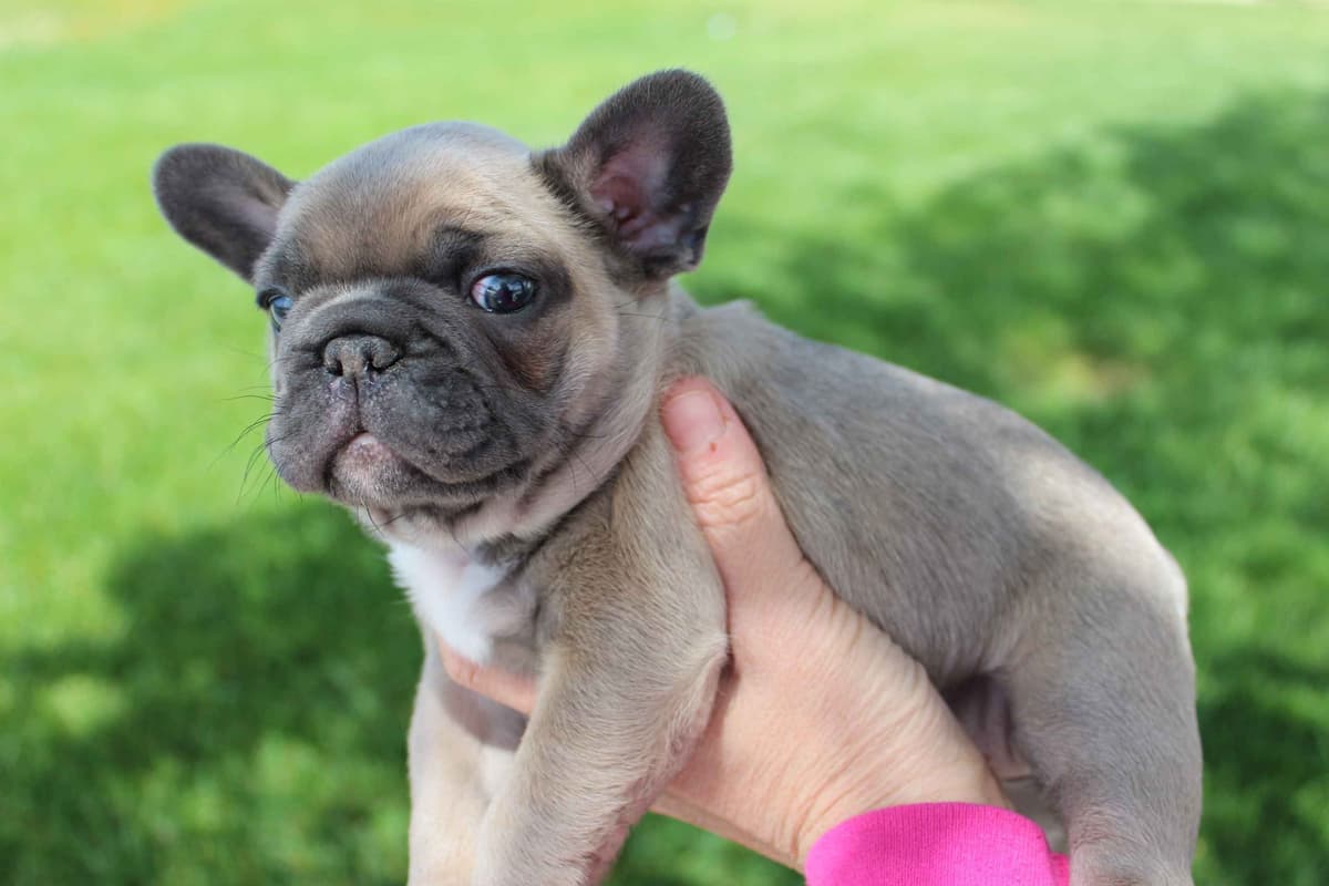Exceptional Color Variety. A truly Unique Frenchie Litter ❤ breeder image 18