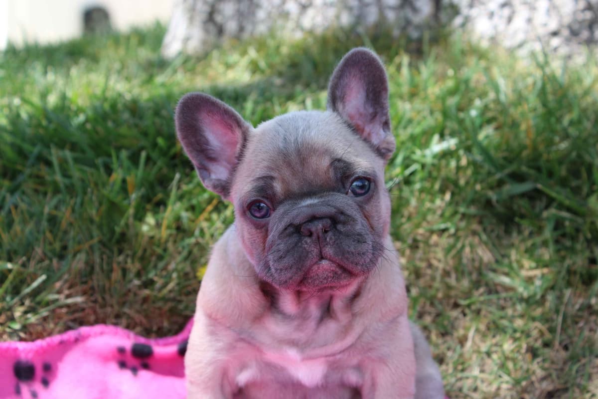 Exceptional Color Variety. A truly Unique Frenchie Litter ❤ breeder image 19