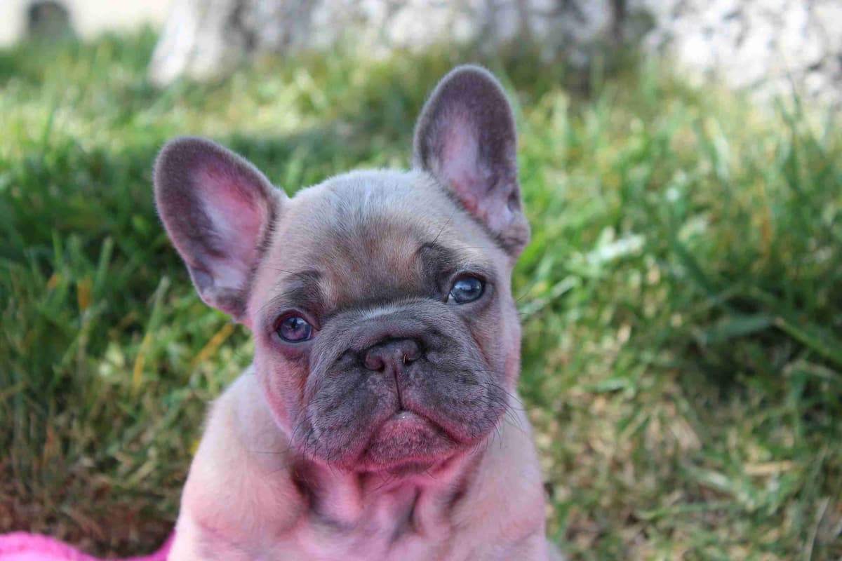 Exceptional Color Variety. A truly Unique Frenchie Litter ❤ breeder image 20