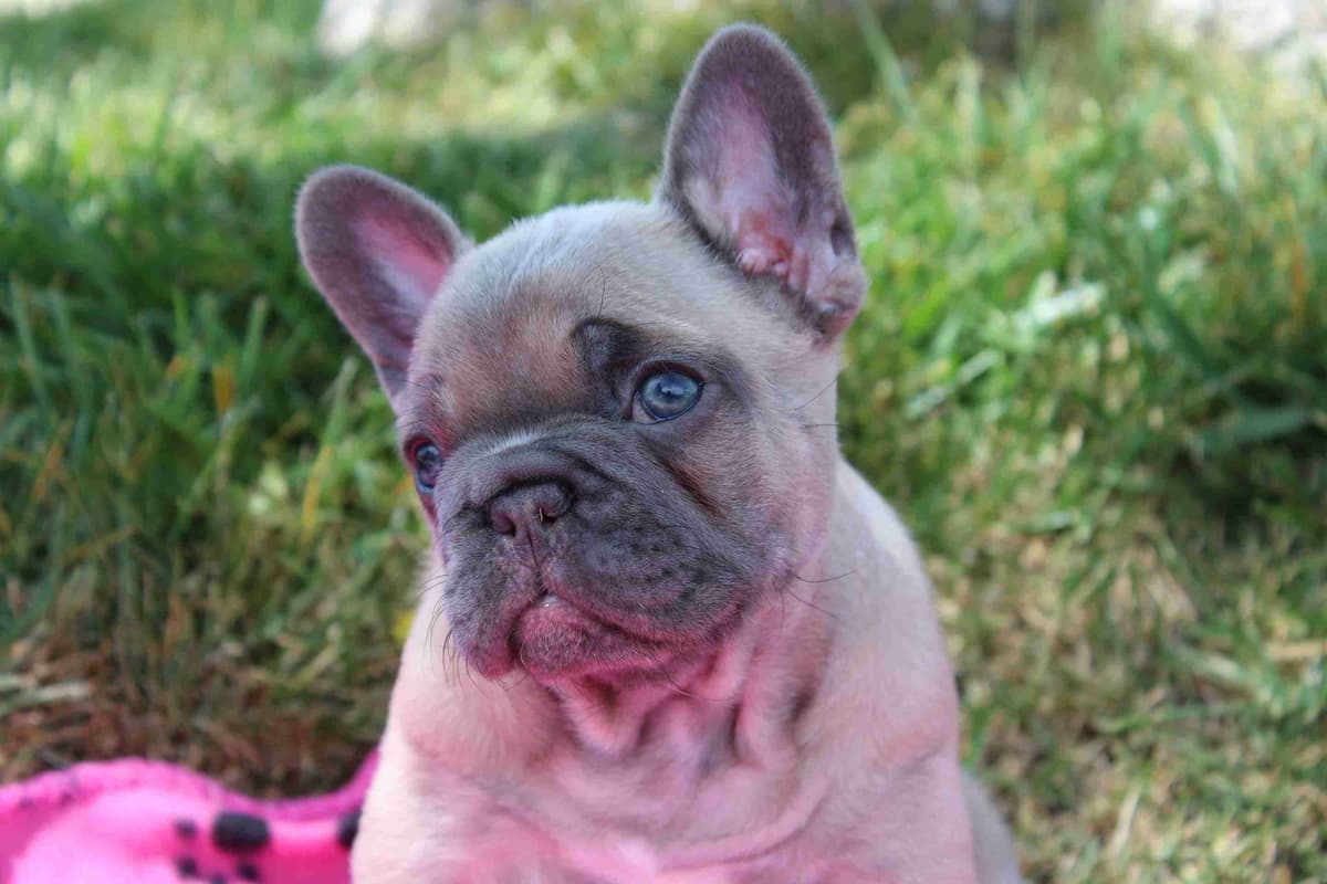 Exceptional Color Variety. A truly Unique Frenchie Litter ❤ breeder image 21