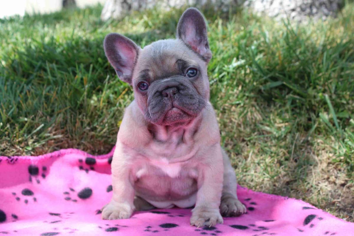 Exceptional Color Variety. A truly Unique Frenchie Litter ❤ breeder image 22