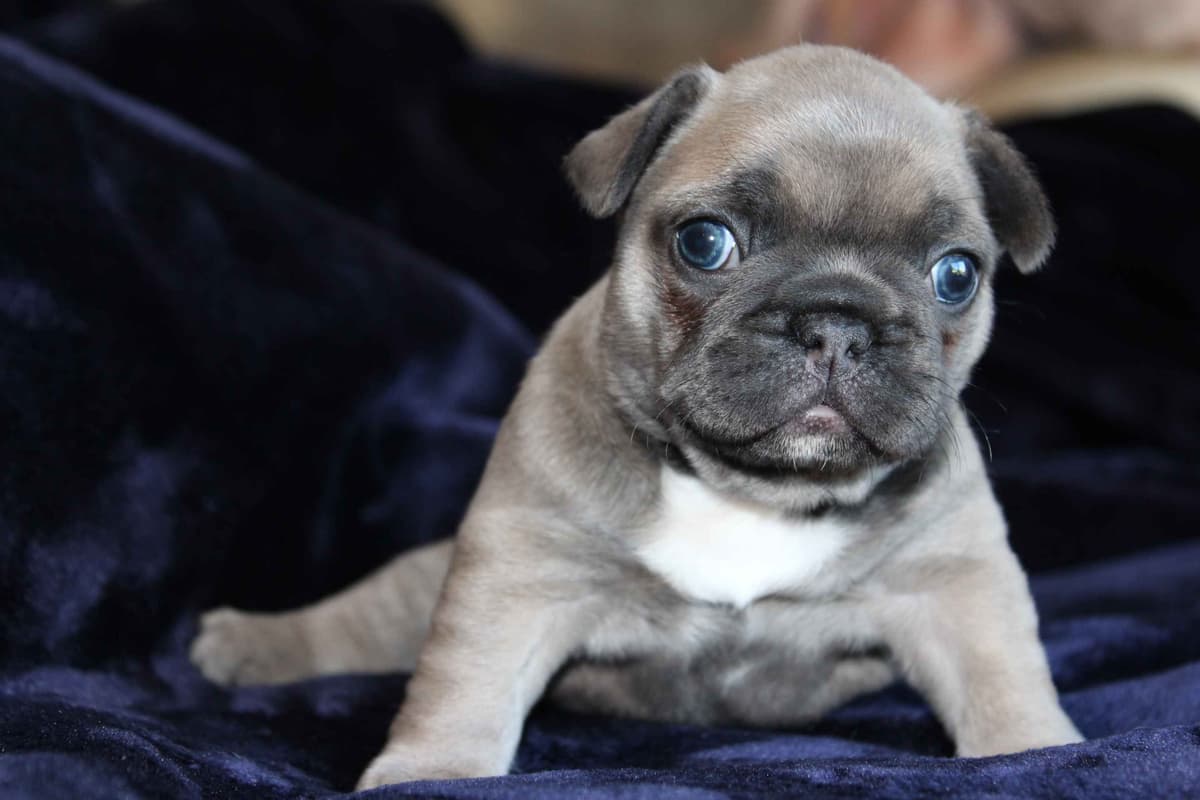 Exceptional Color Variety. A truly Unique Frenchie Litter ❤ breeder image 23