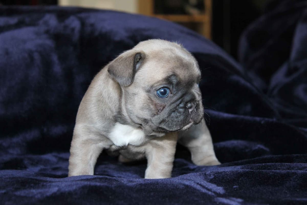 Exceptional Color Variety. A truly Unique Frenchie Litter ❤ breeder image 24
