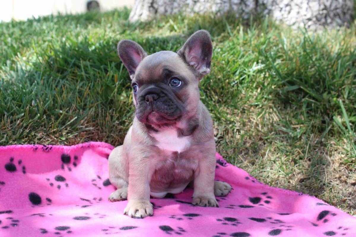 Exceptional Color Variety. A truly Unique Frenchie Litter ❤ breeder image 26