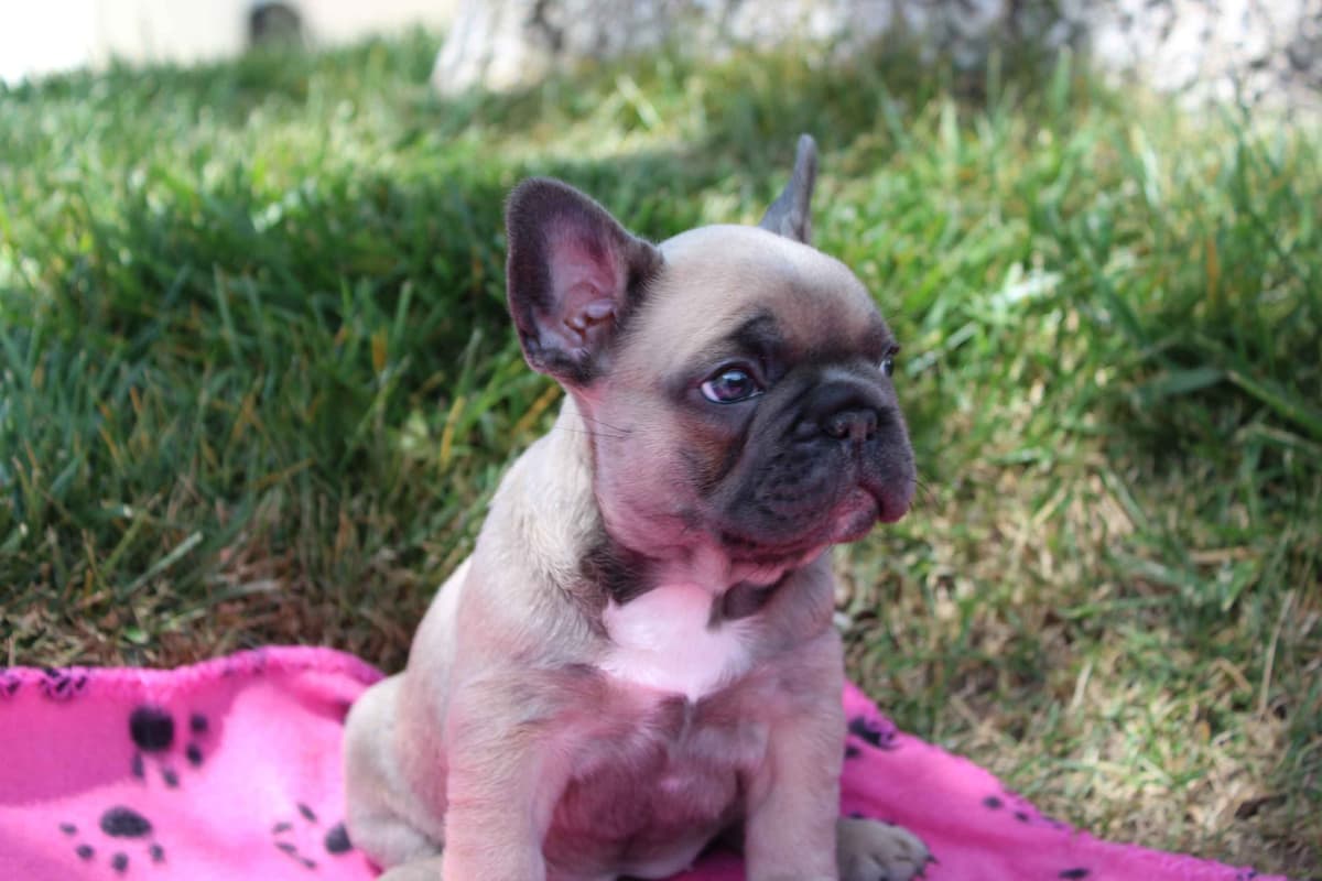 Exceptional Color Variety. A truly Unique Frenchie Litter ❤ breeder image 25