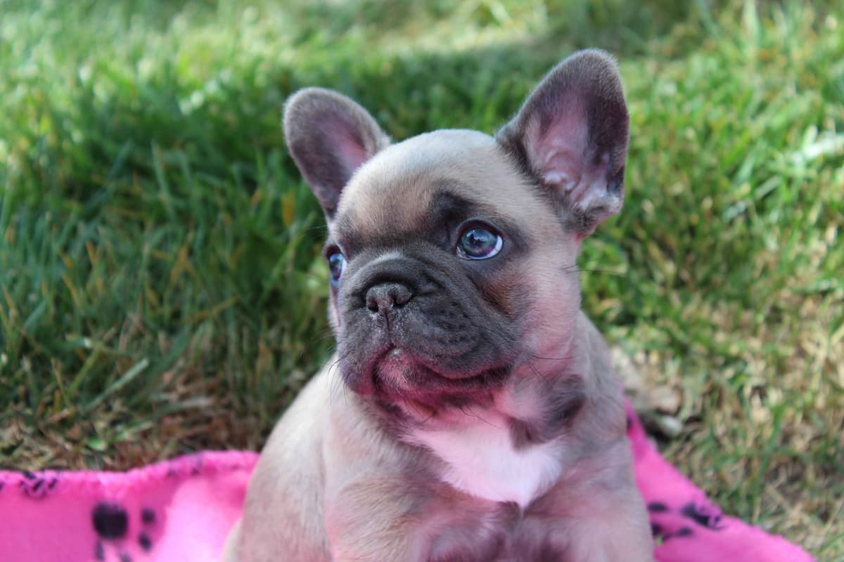 Exceptional Color Variety. A truly Unique Frenchie Litter ❤ breeder image 27
