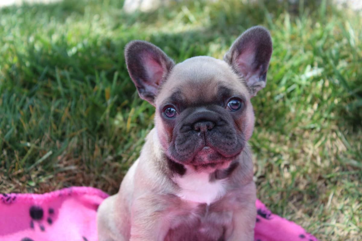 Exceptional Color Variety. A truly Unique Frenchie Litter ❤ breeder image 28