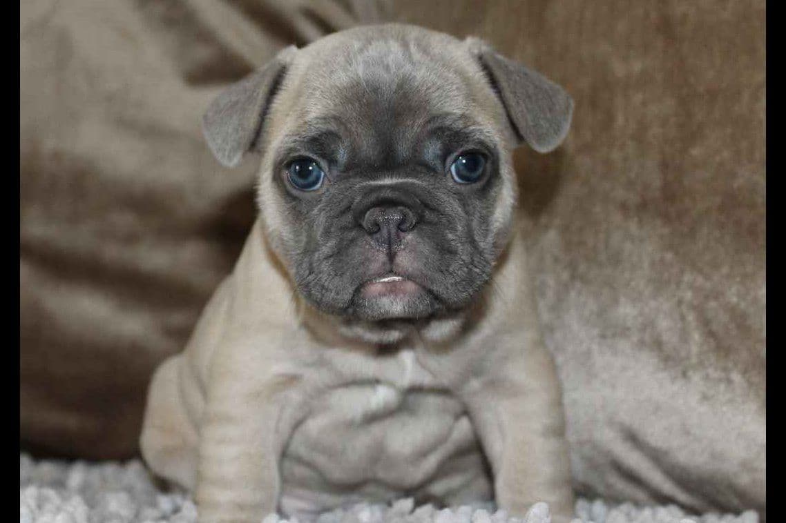 Exceptional Color Variety. A truly Unique Frenchie Litter ❤ breeder image 29
