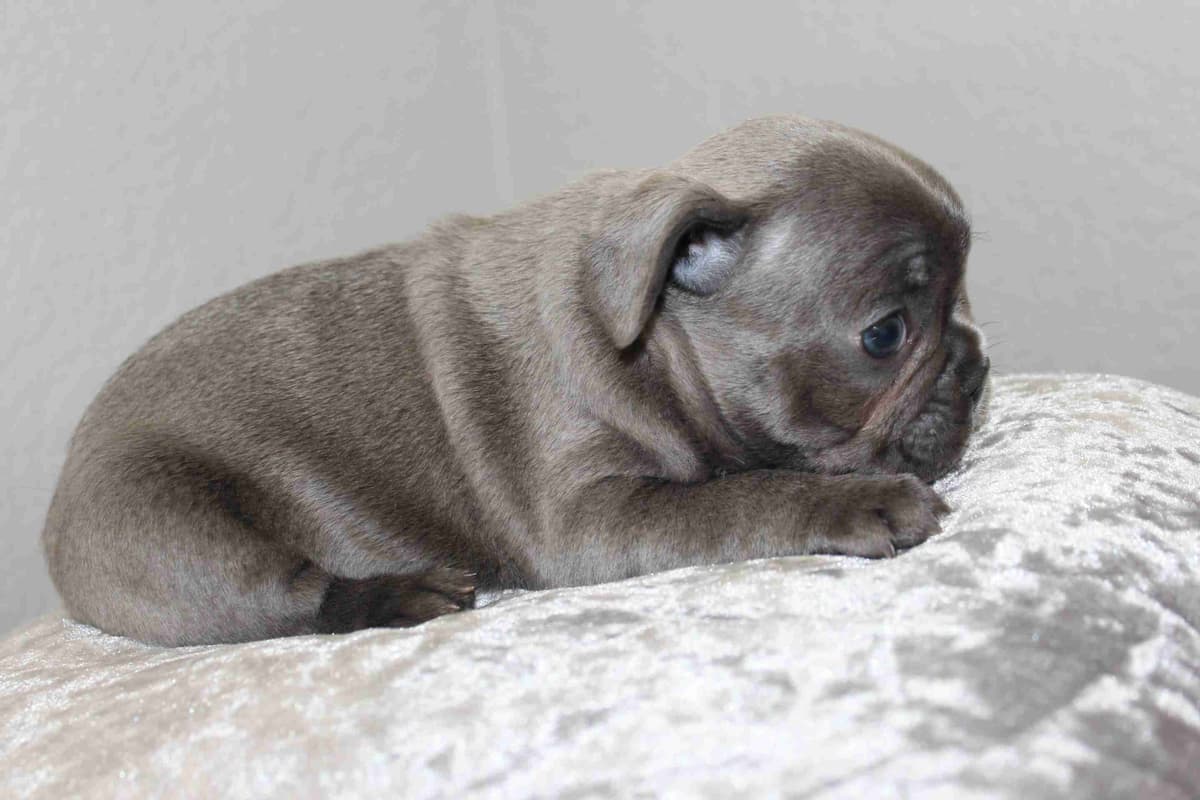 Exceptional Color Variety. A truly Unique Frenchie Litter ❤ breeder image 30