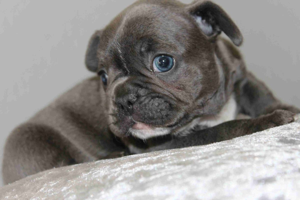 Exceptional Color Variety. A truly Unique Frenchie Litter ❤ breeder image 33