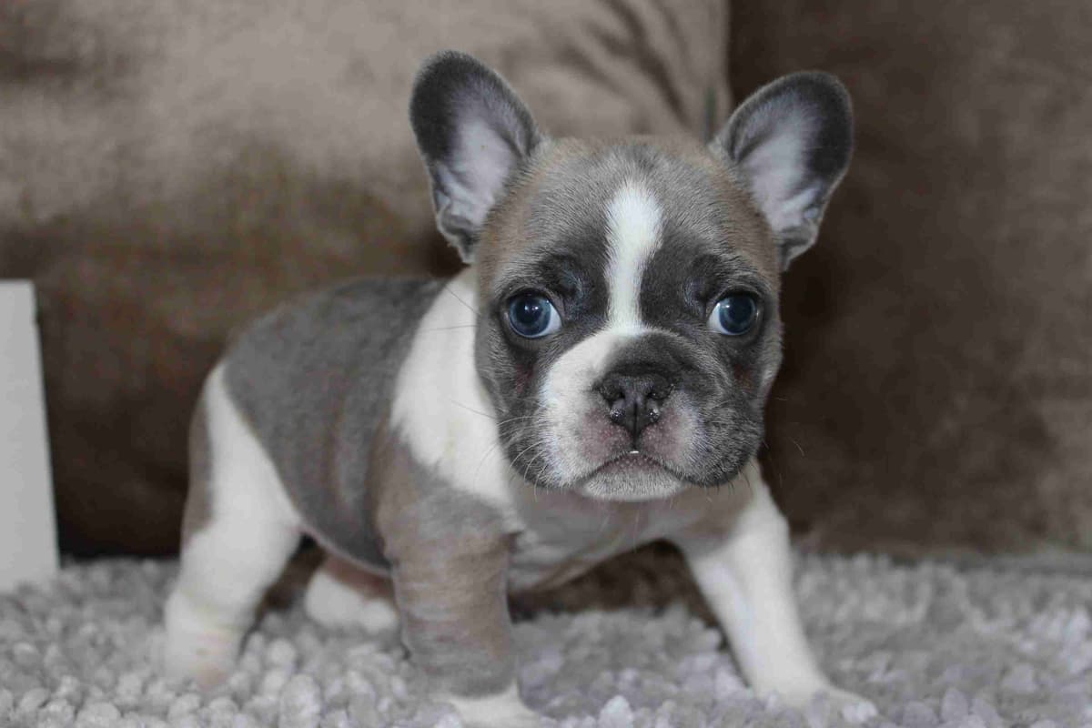 Exceptional Color Variety. A truly Unique Frenchie Litter ❤ breeder image 32