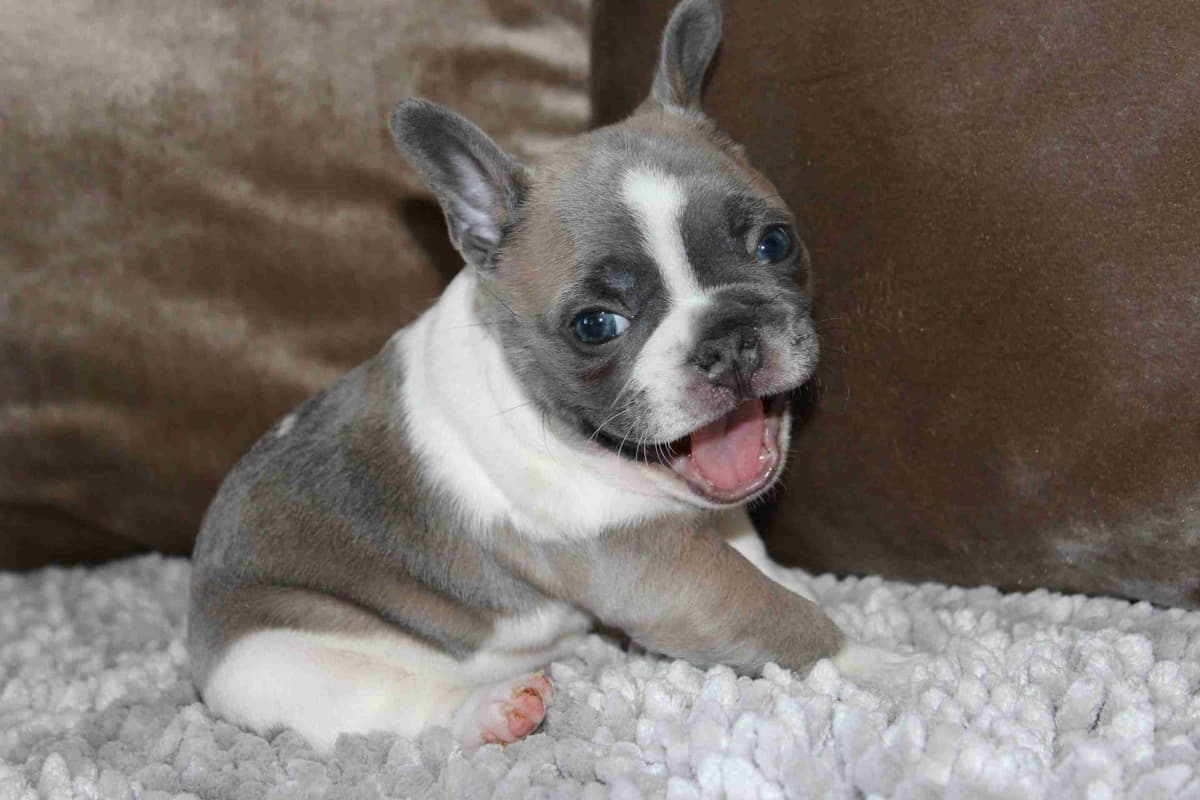 Exceptional Color Variety. A truly Unique Frenchie Litter ❤ breeder image 31