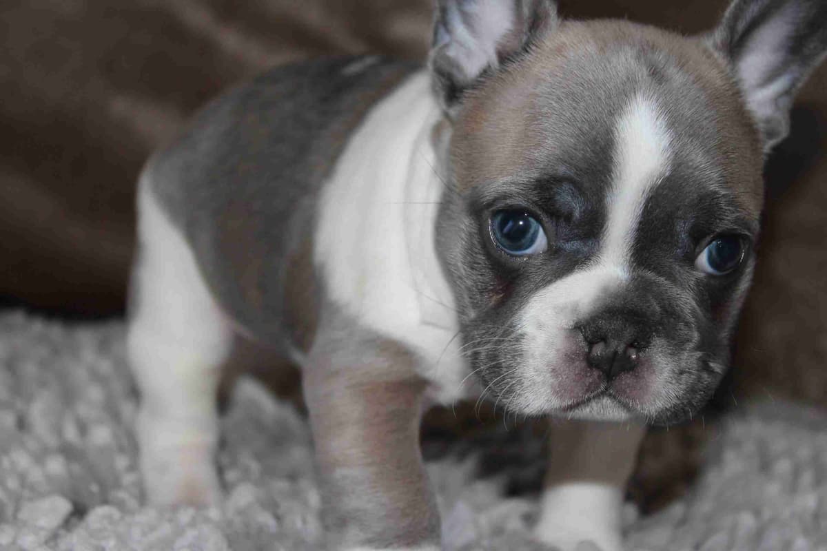 Exceptional Color Variety. A truly Unique Frenchie Litter ❤ breeder image 34