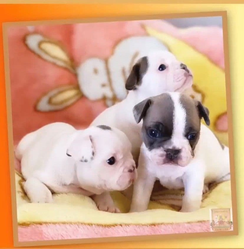 Exceptional Color Variety. A truly Unique Frenchie Litter ❤ breeder image 35