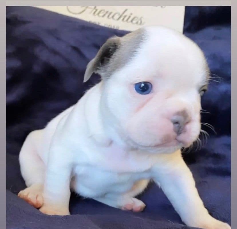 Exceptional Color Variety. A truly Unique Frenchie Litter ❤ breeder image 39