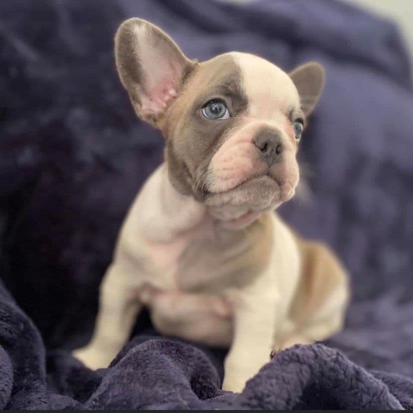 Exceptional Color Variety. A truly Unique Frenchie Litter ❤ breeder image 38