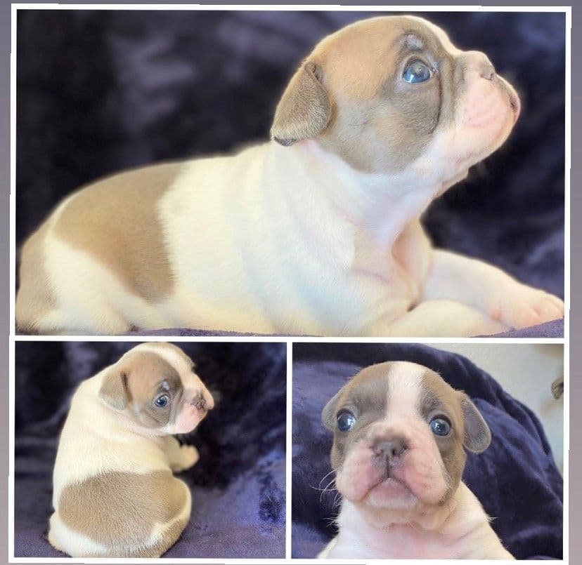 Exceptional Color Variety. A truly Unique Frenchie Litter ❤ breeder image 41