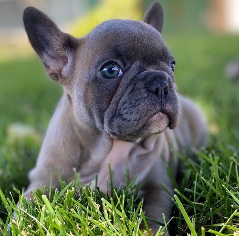 Exceptional Color Variety. A truly Unique Frenchie Litter ❤ breeder image 36
