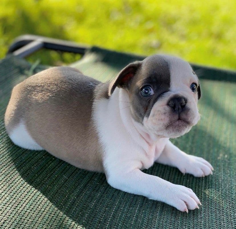 Exceptional Color Variety. A truly Unique Frenchie Litter ❤ breeder image 40
