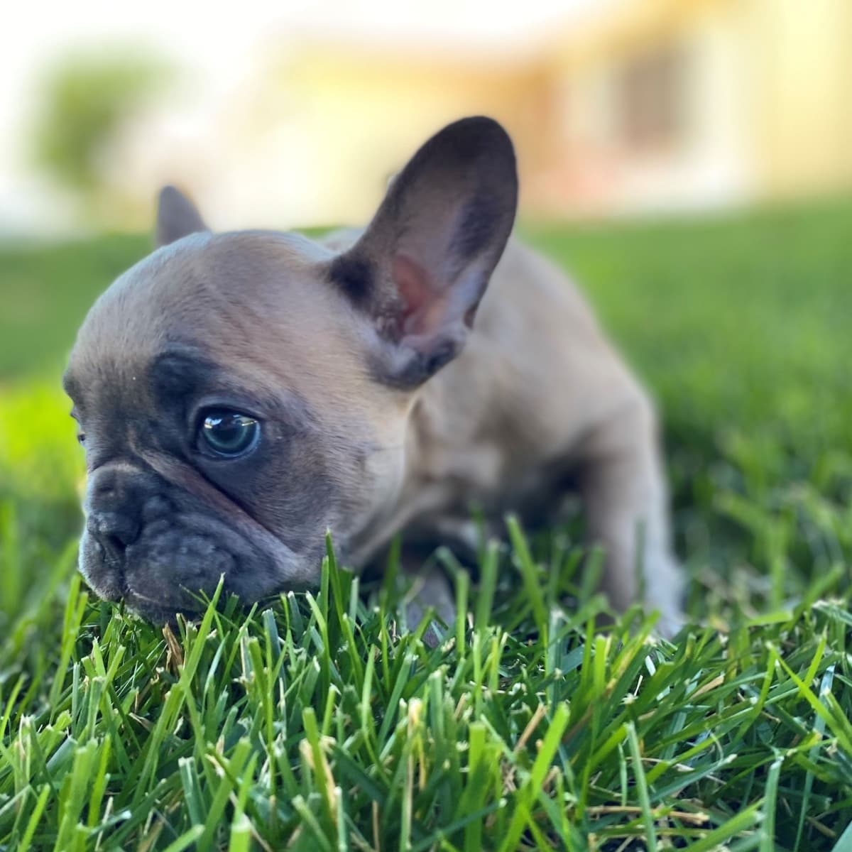 Exceptional Color Variety. A truly Unique Frenchie Litter ❤ breeder image 43