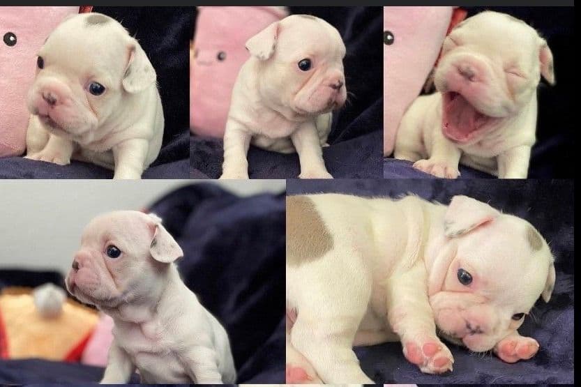 Exceptional Color Variety. A truly Unique Frenchie Litter ❤ breeder image 44