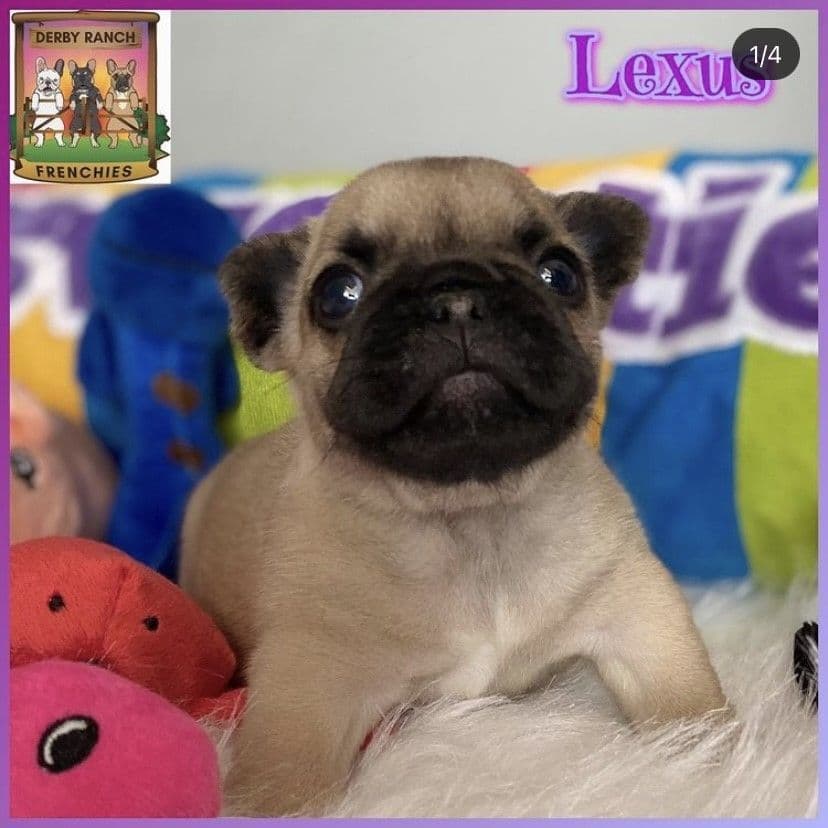Exceptional Color Variety. A truly Unique Frenchie Litter ❤ breeder image 47