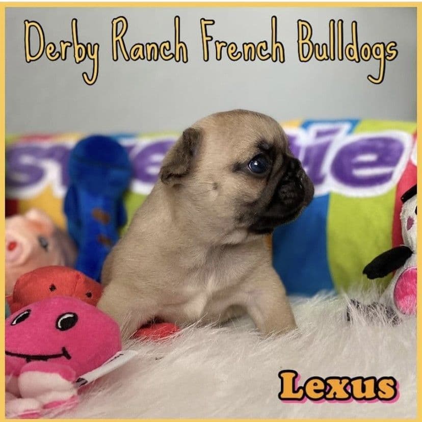 Exceptional Color Variety. A truly Unique Frenchie Litter ❤ breeder image 45