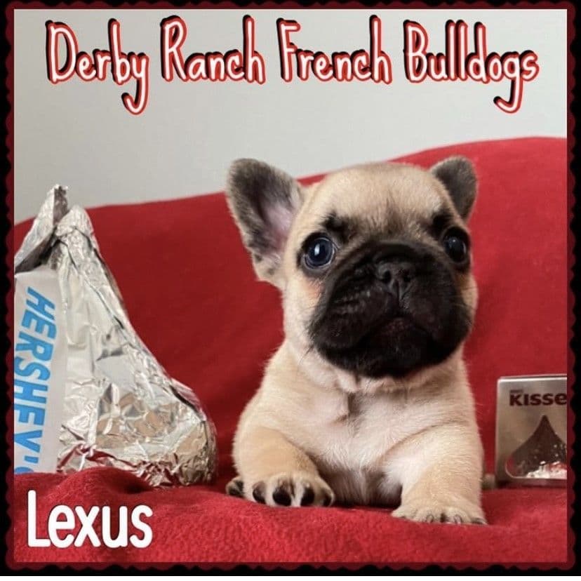 Exceptional Color Variety. A truly Unique Frenchie Litter ❤ breeder image 46