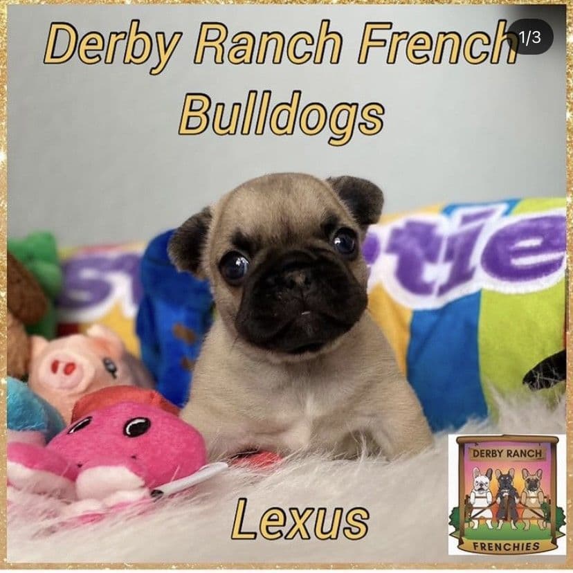 Exceptional Color Variety. A truly Unique Frenchie Litter ❤ breeder image 49