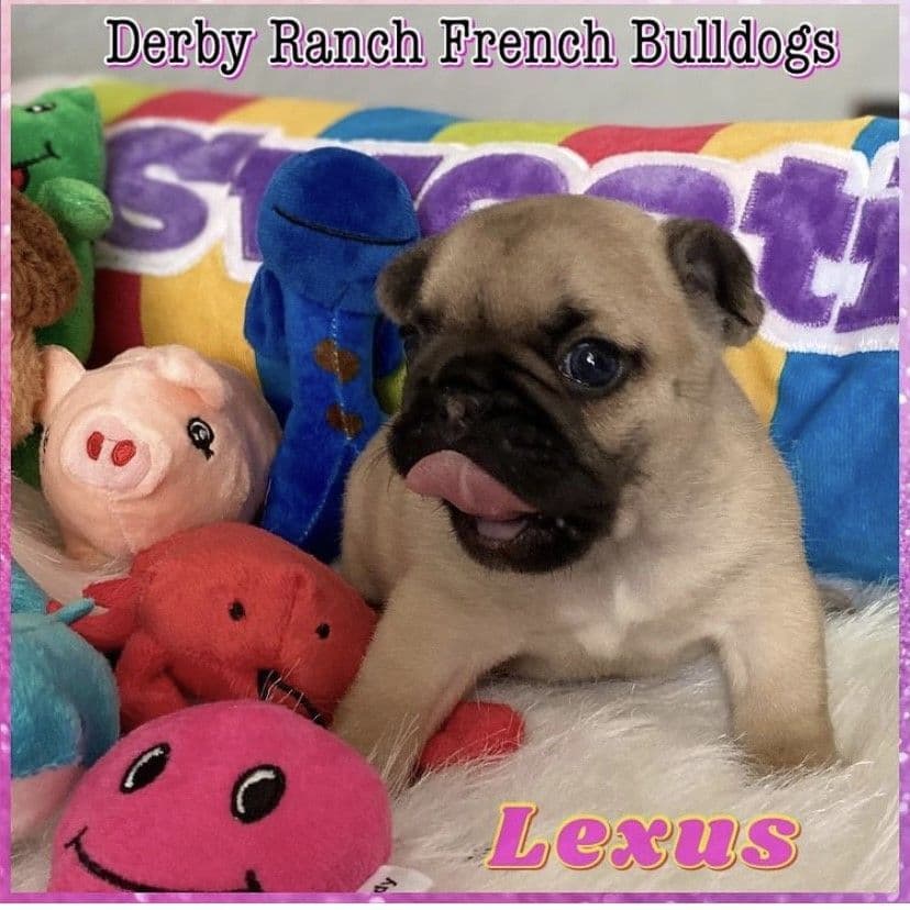 Exceptional Color Variety. A truly Unique Frenchie Litter ❤ breeder image 48