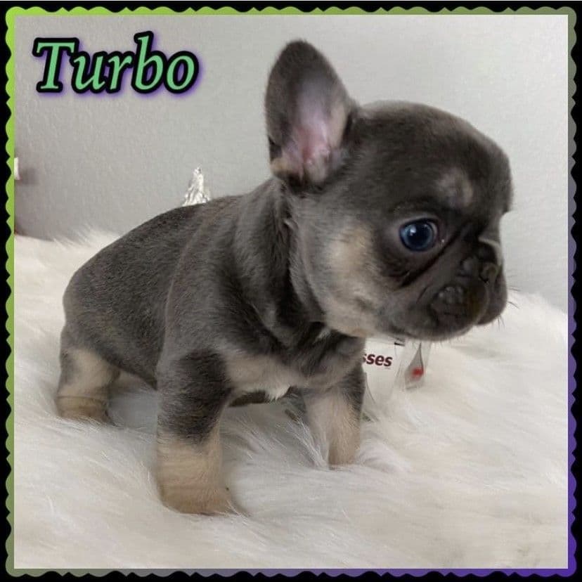 Exceptional Color Variety. A truly Unique Frenchie Litter ❤ breeder image 50