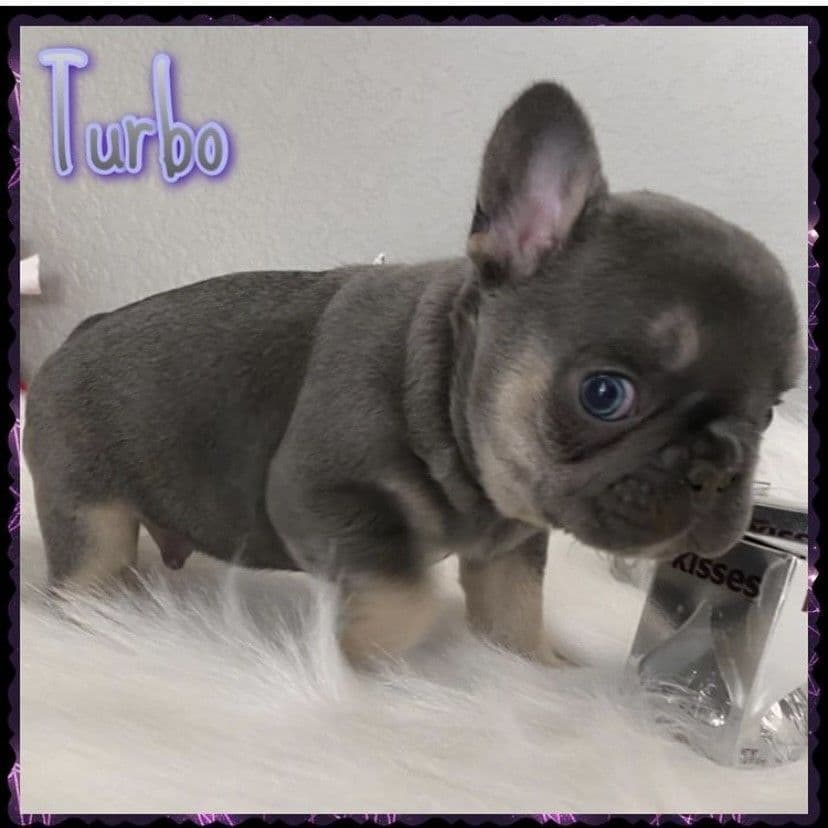 Exceptional Color Variety. A truly Unique Frenchie Litter ❤ breeder image 51