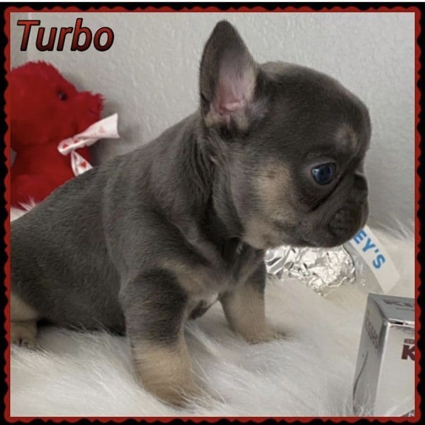 Exceptional Color Variety. A truly Unique Frenchie Litter ❤ breeder image 53
