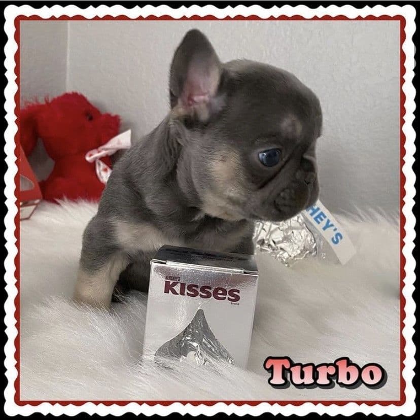 Exceptional Color Variety. A truly Unique Frenchie Litter ❤ breeder image 54
