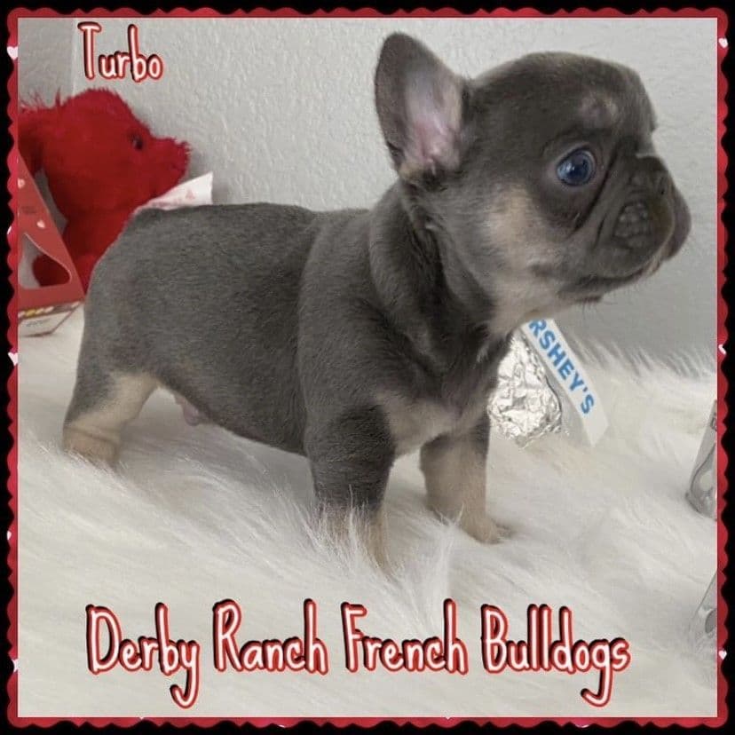 Exceptional Color Variety. A truly Unique Frenchie Litter ❤ breeder image 52