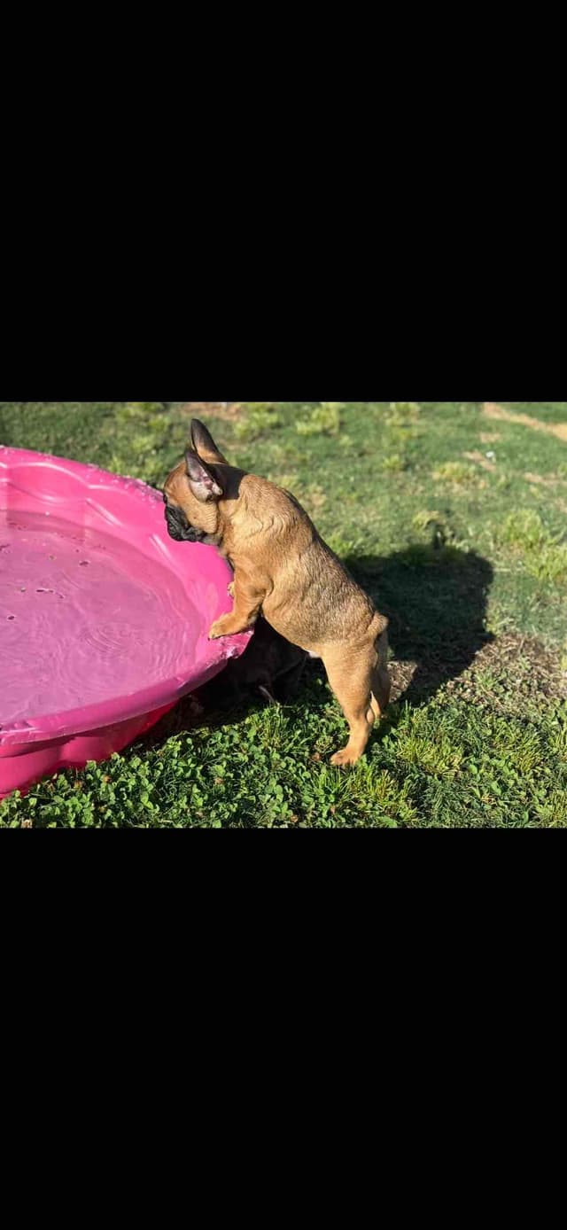 Exceptional Color Variety.  A truly Unique Frenchie Litter ❤ media 9