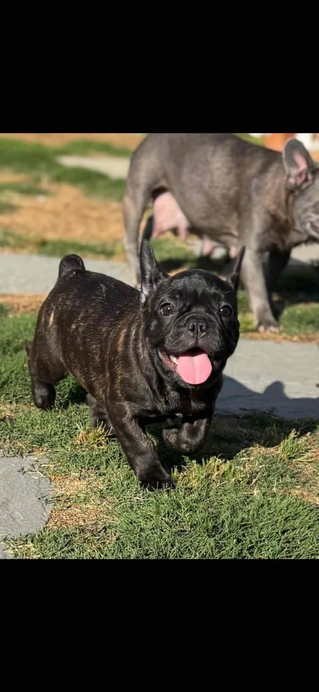 Exceptional Color Variety.  A truly Unique Frenchie Litter ❤ media 21