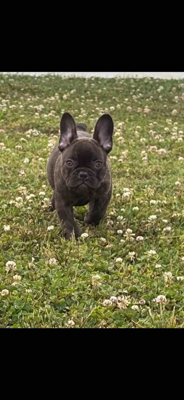Exceptional Color Variety.  A truly Unique Frenchie Litter ❤ media 22