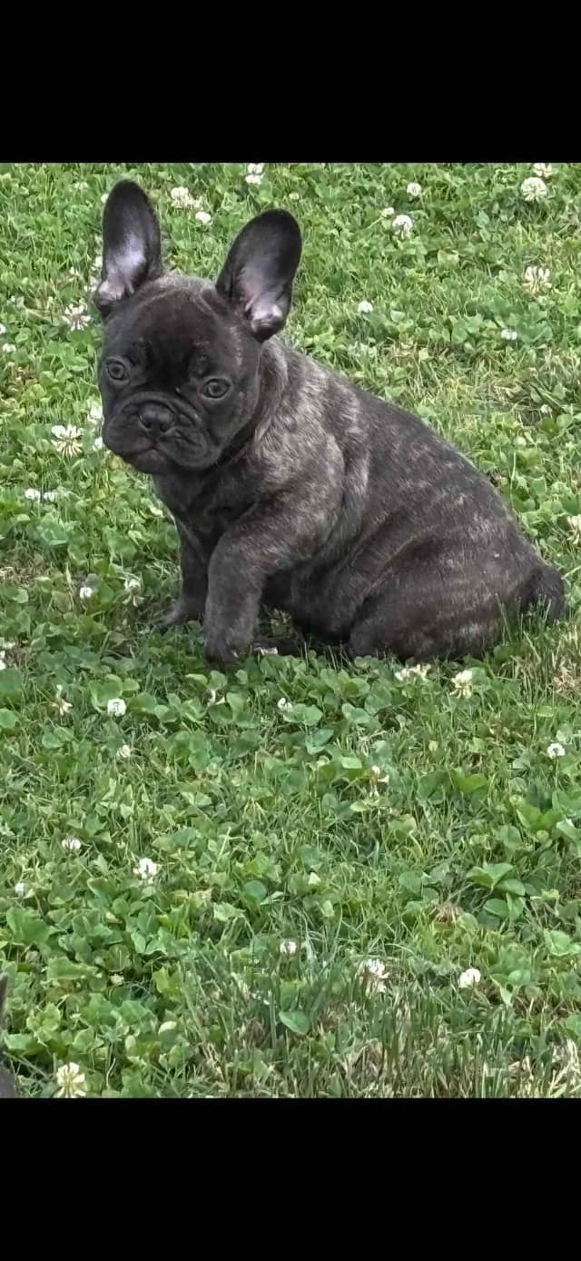 Exceptional Color Variety.  A truly Unique Frenchie Litter ❤ media 23