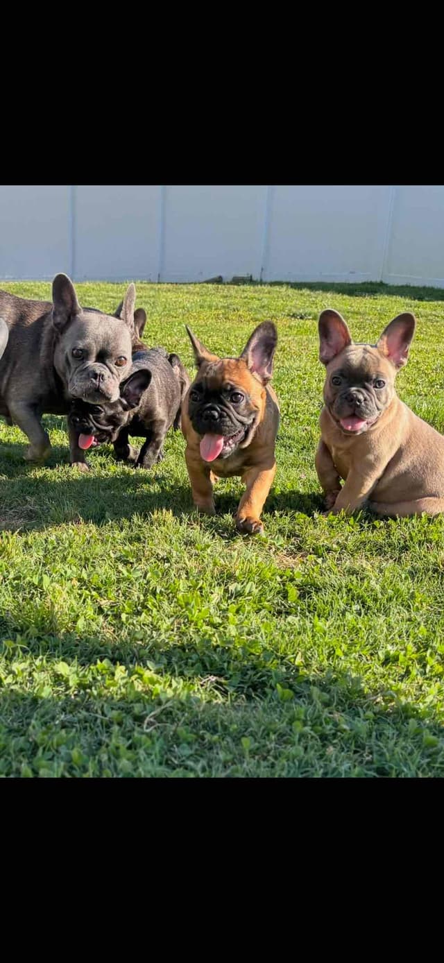 Exceptional Color Variety.  A truly Unique Frenchie Litter ❤ media 25