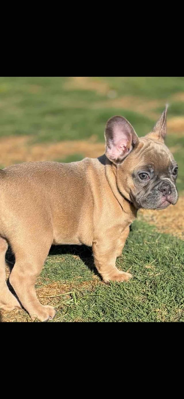 Exceptional Color Variety.  A truly Unique Frenchie Litter ❤ media 14