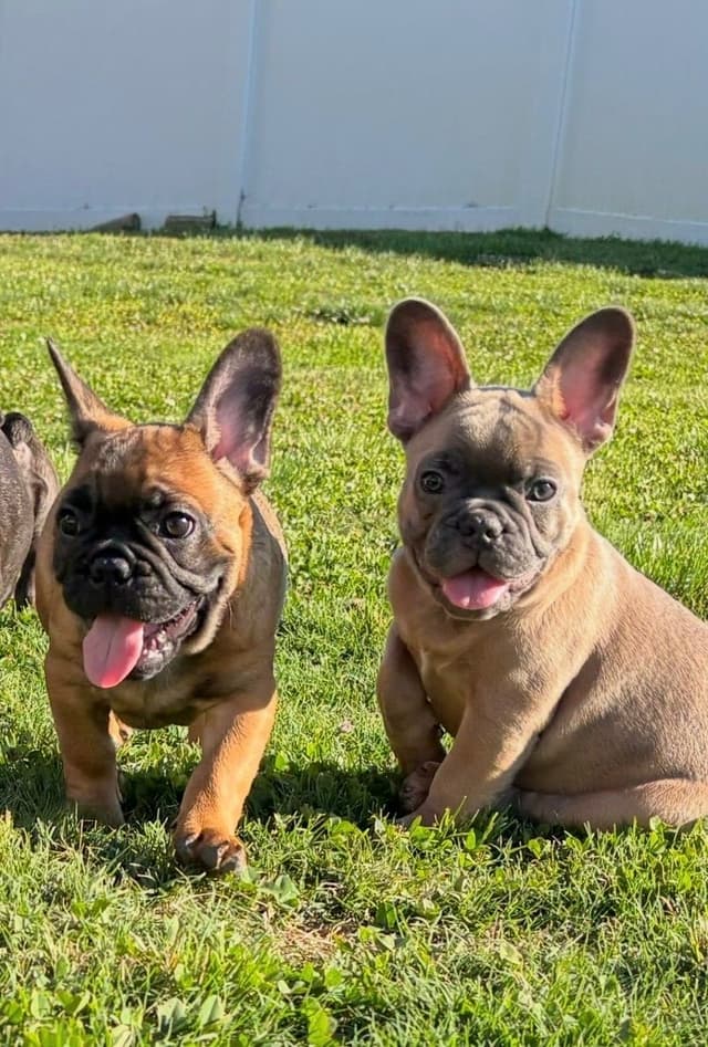 Exceptional Color Variety.  A truly Unique Frenchie Litter ❤ media 24