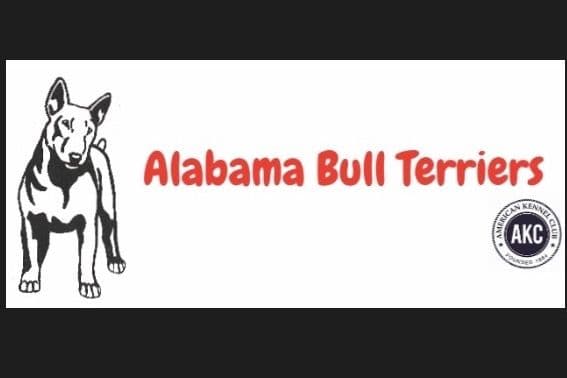 Bull Terrier Puppies breeder image 1