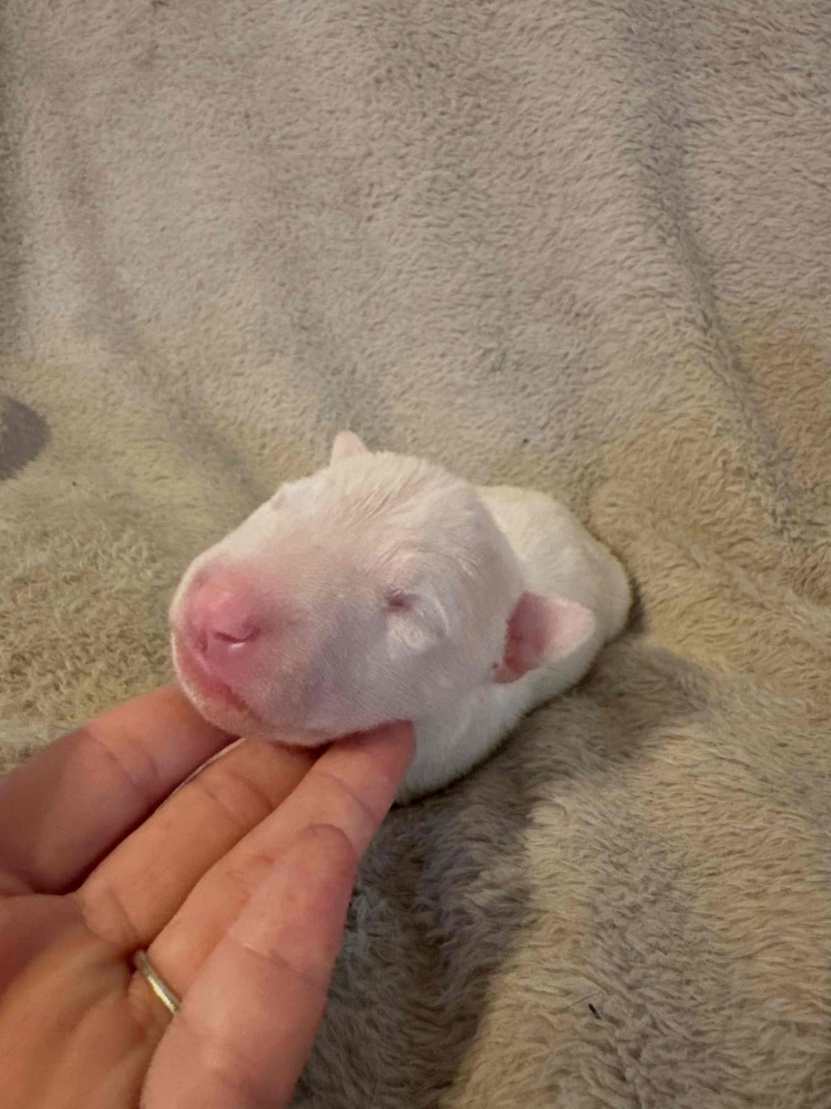 Bull Terrier Puppies breeder image 2