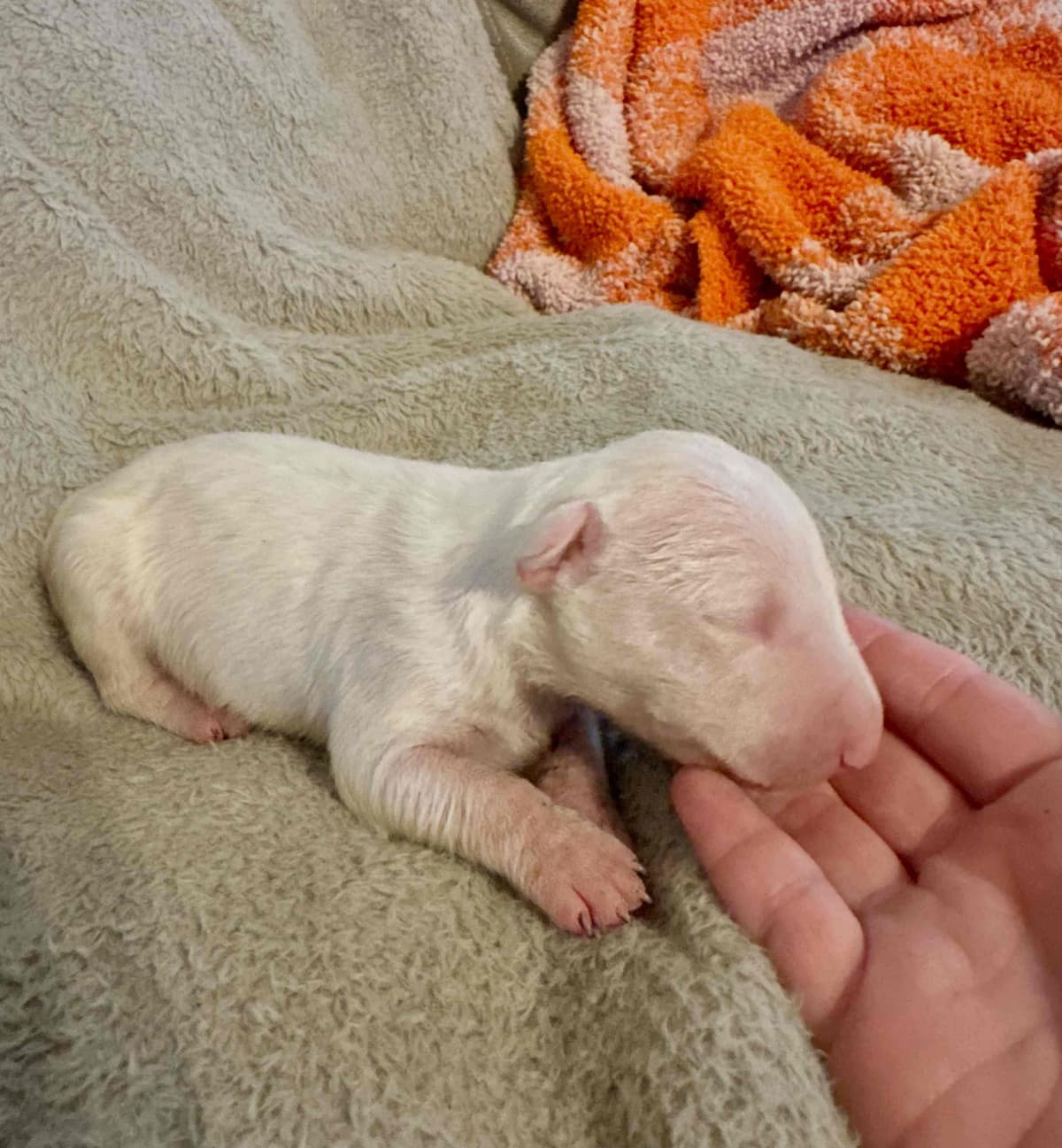 Bull Terrier Puppies breeder image 3