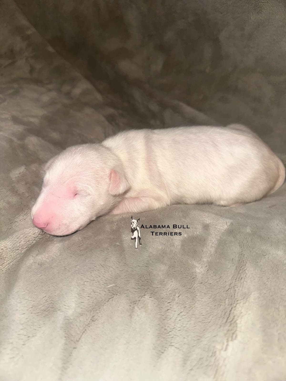 Bull Terrier Puppies breeder image 4