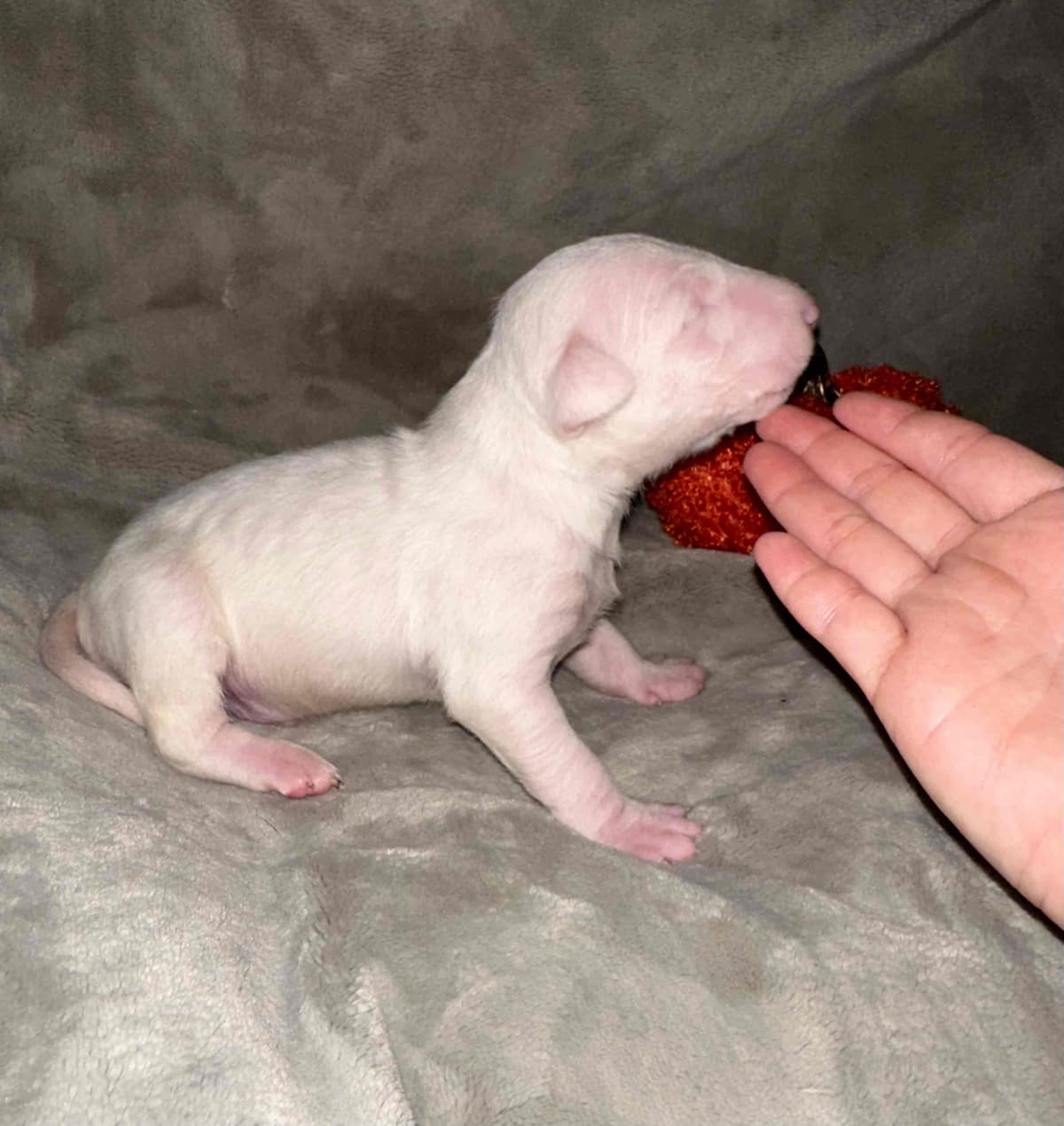 Bull Terrier Puppies breeder image 5