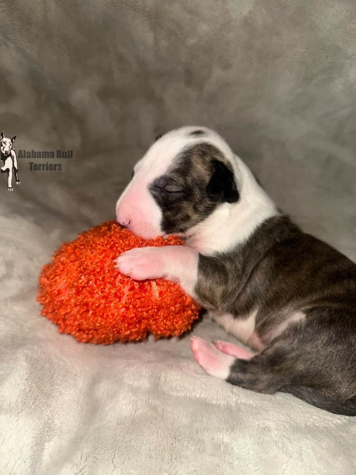 Bull Terrier Puppies breeder image 6